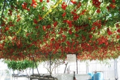 乔奥华塑胶制品（东莞）有限公司图9