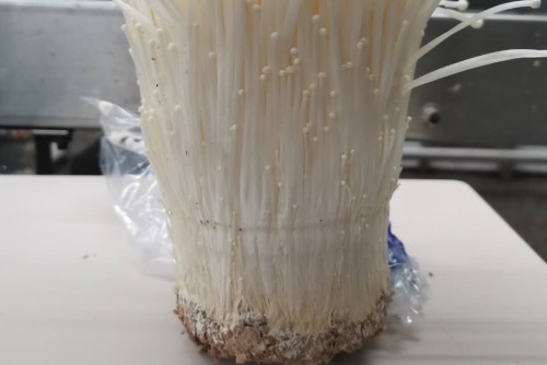 东莞市园仔山食用菌有限公司图8