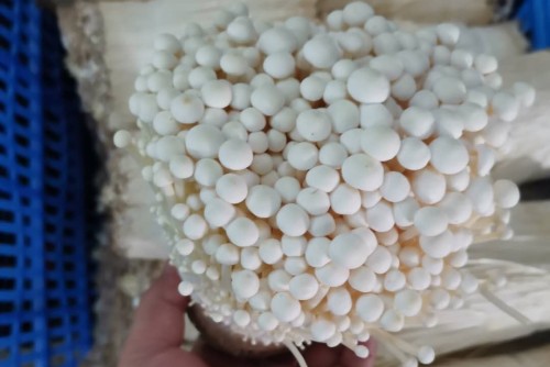 东莞市园仔山食用菌有限公司图6