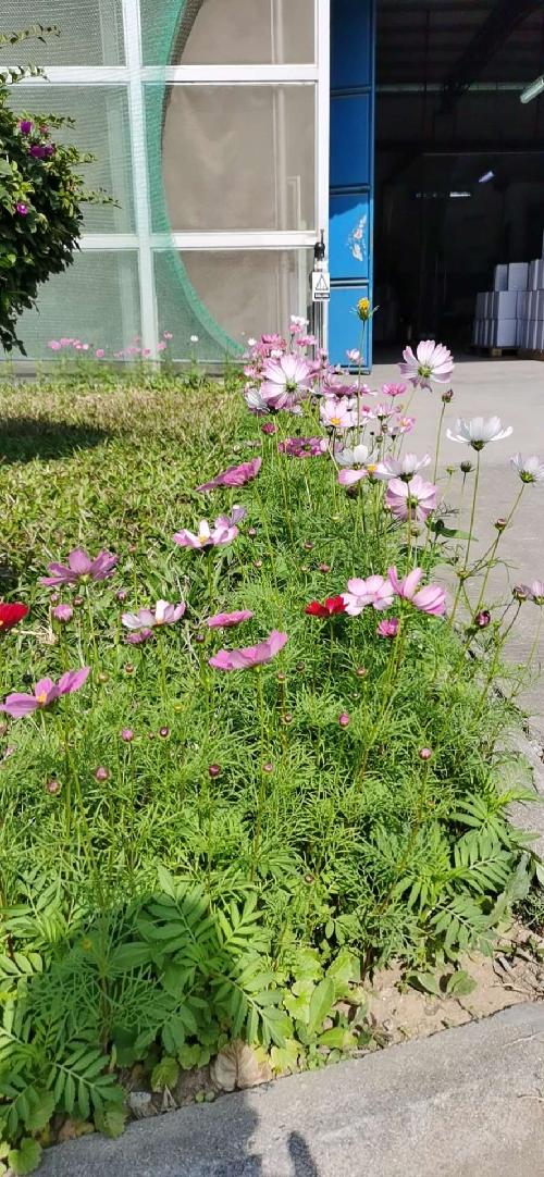 东莞力彩涂料有限公司图5
