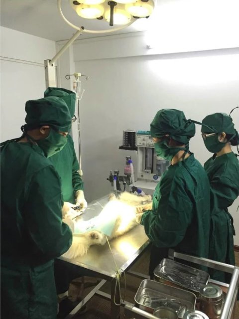 肇庆市派特宠物医院管理有限公司图2