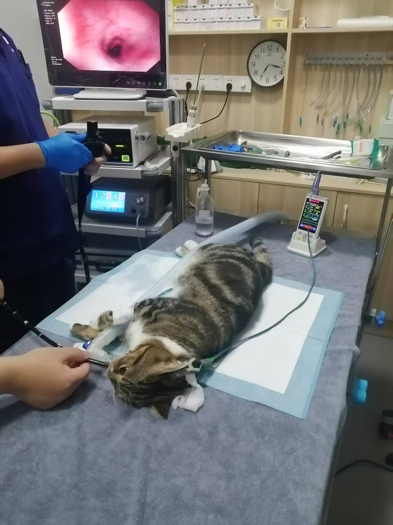 肇庆市派特宠物医院管理有限公司图3