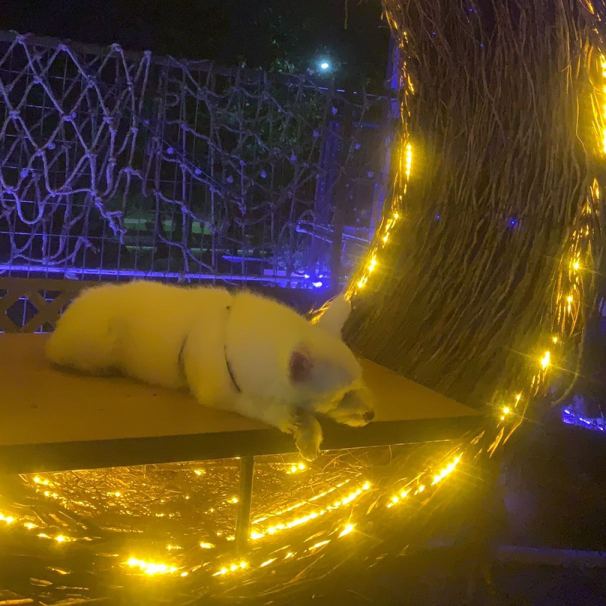 去野露天酒馆logo