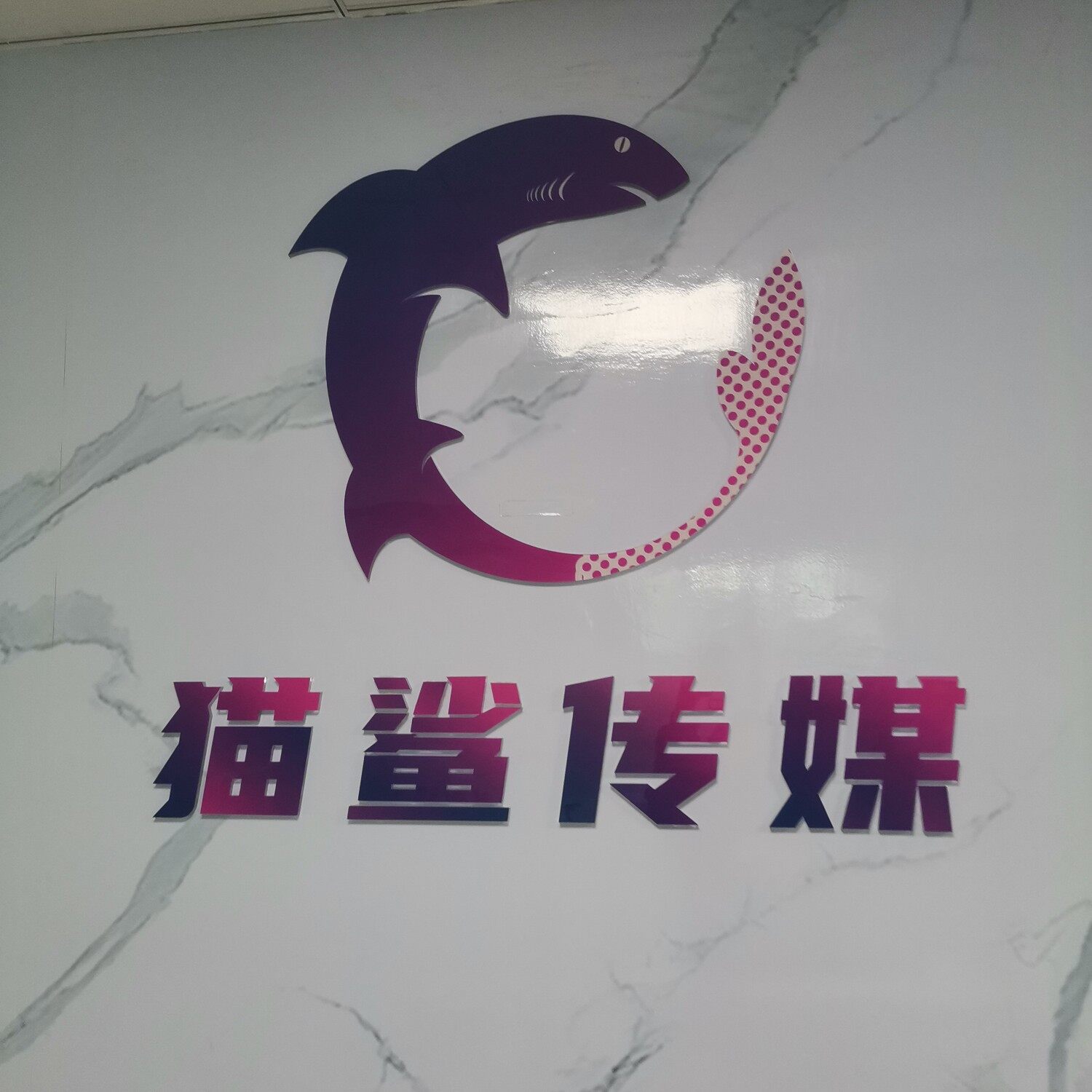猫鲨传媒招聘logo