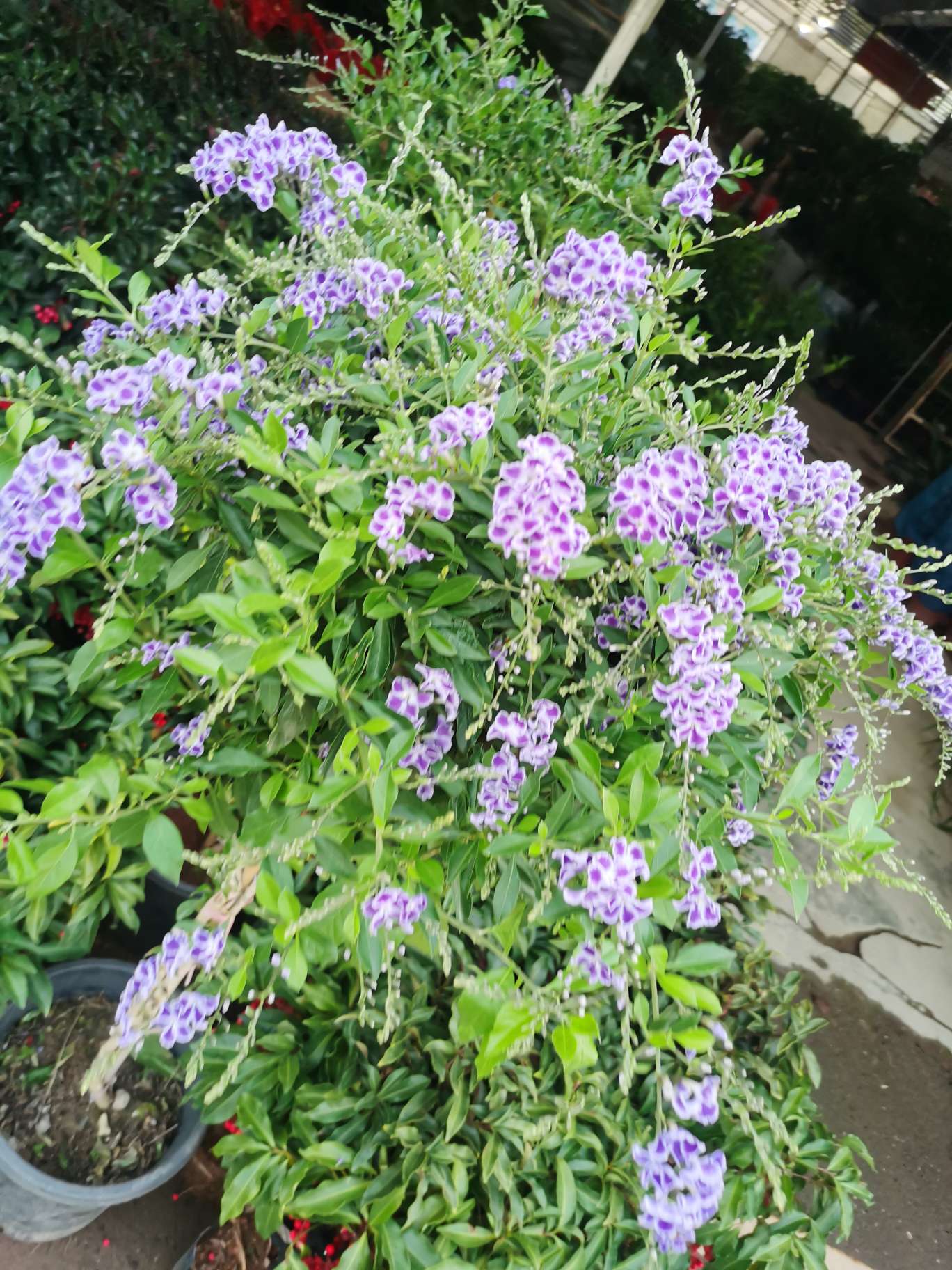 仓管文员招聘负责人·张小姐头像