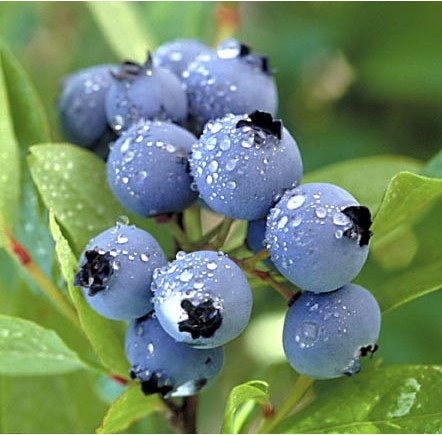 湖南華誠生物資源有限公司圖片1